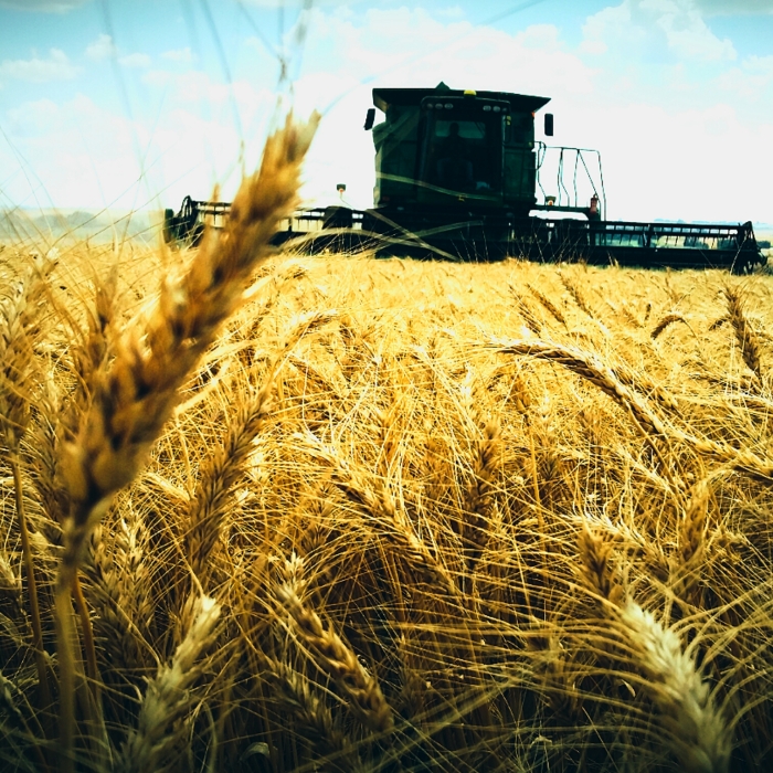 Imagem do dia - Colheita de trigo em Capão do Cipó (RS). Envio de André Boss Chaves
