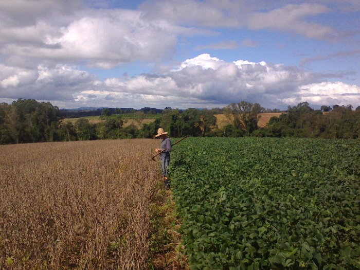 Imagem do dia - Lavoura de soja em Mato Leitão (RS), do produtor Diego Posselt