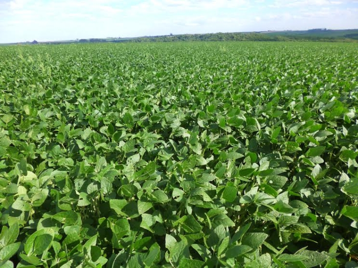 Lavoura de soja do produtor Valdir Lopes Camargo, em Luiziana PR