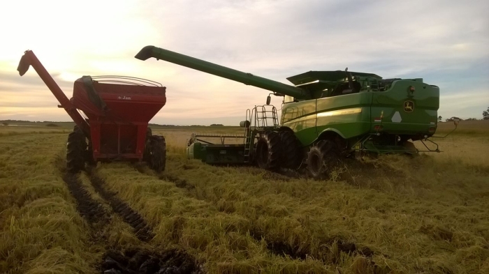 Imagem do dia - Colheita de arroz em Aceguá (RS). Enviado por Rodrigo Peters