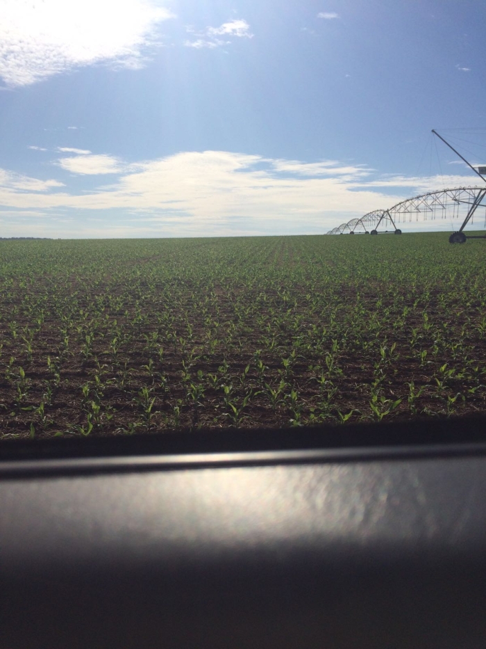 Imagem do dia - Safrinha de milho em Perolândia (GO). Enviado por Lucas Maggioni