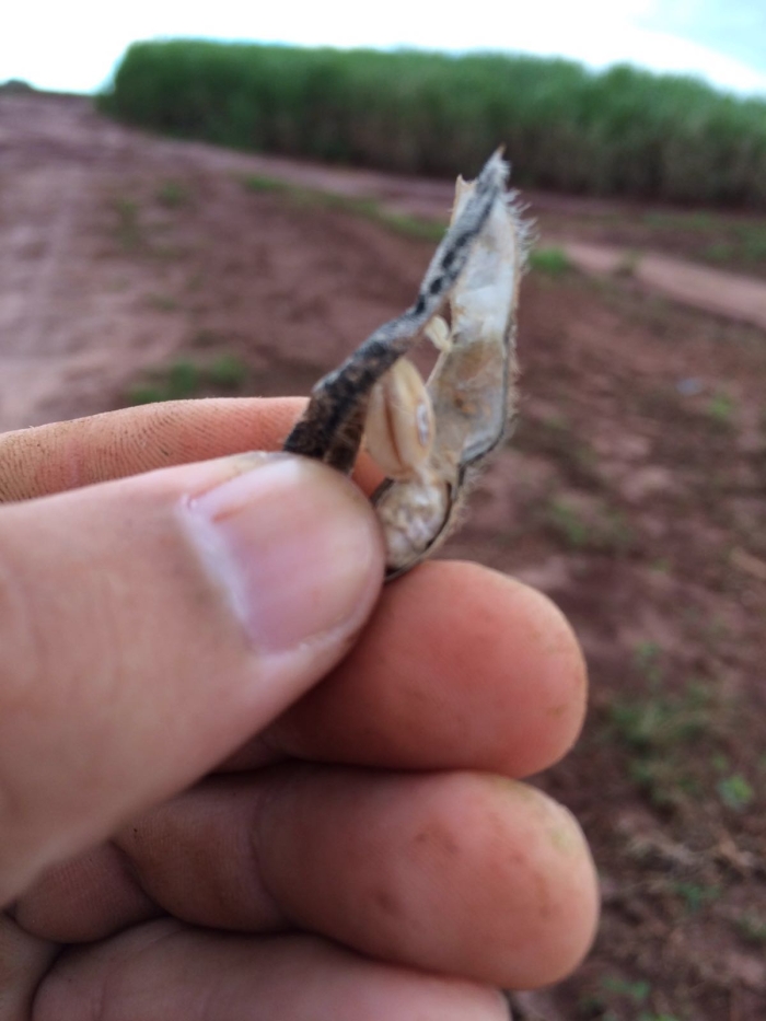 Imagem do dia - Lavoura de soja em Astorga (PR)