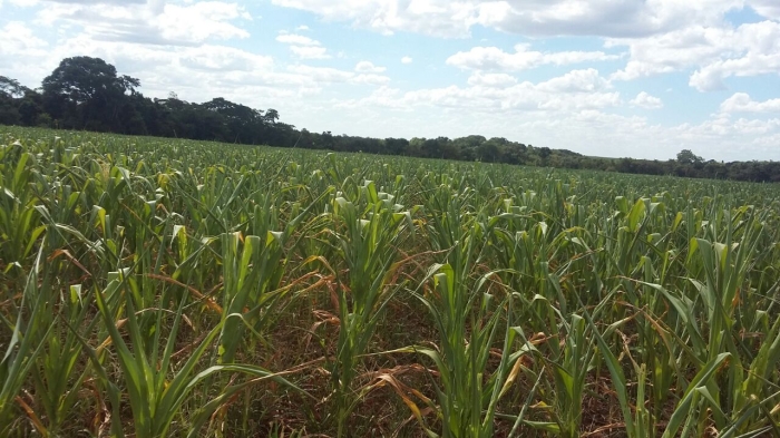 Imagem do dia - Lavoura de milho safrinha em Acreúna (GO)