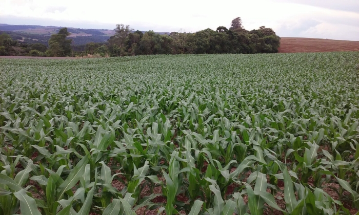 Imagem do dia - Lavoura de milho safrinha em Corbélia (PR), do produtor Marcos Dall Apria