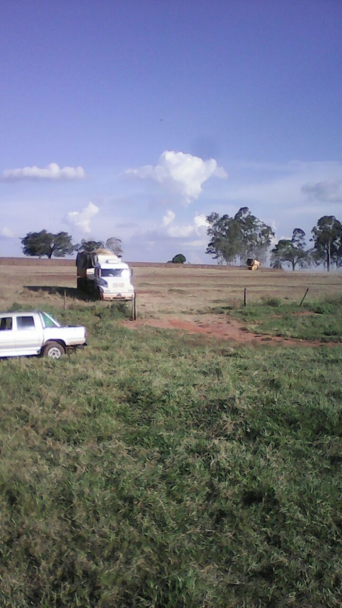 Imagem do dia - Reforma de pastagem em Florínea (SP), do produtor Marcos Paulo Ciciliato