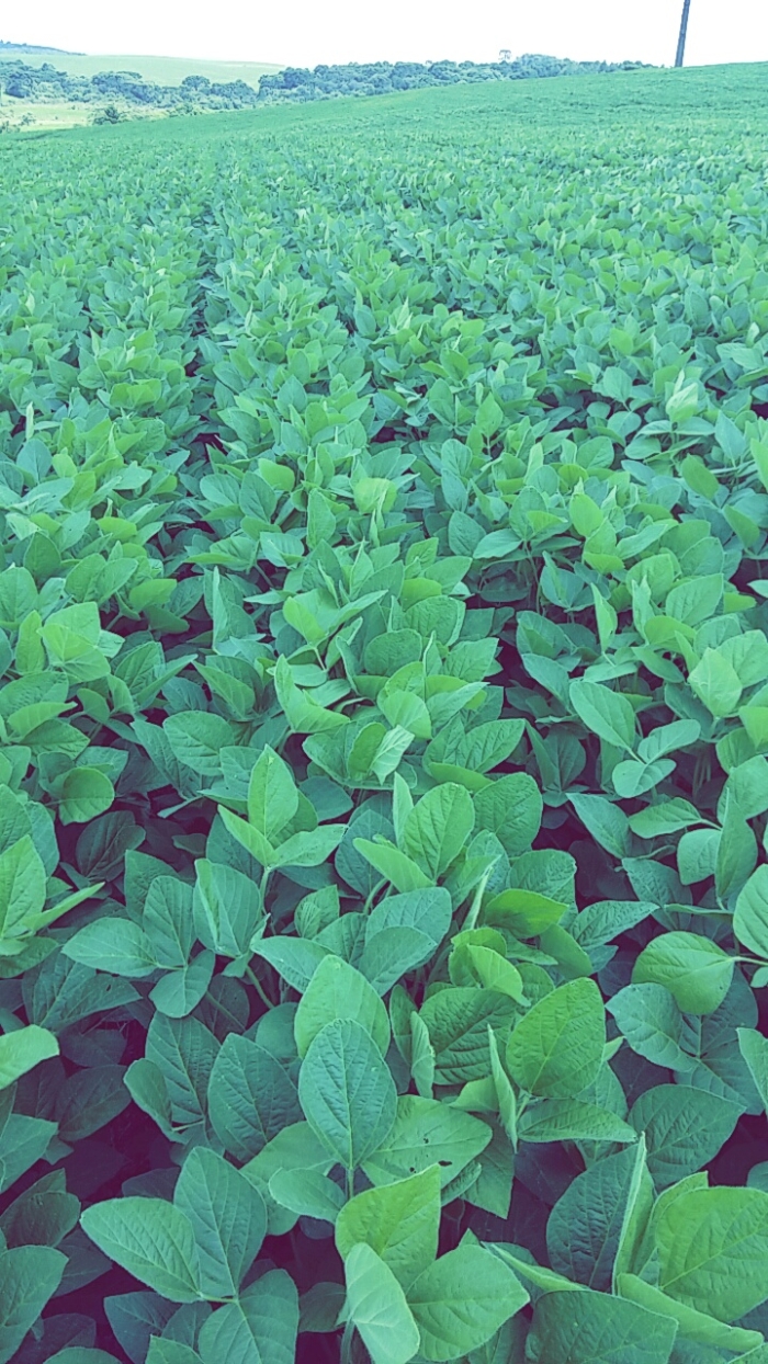Imagem do dia - Lavoura de soja em Campos Novos (SC). Enviado por Rodrigo