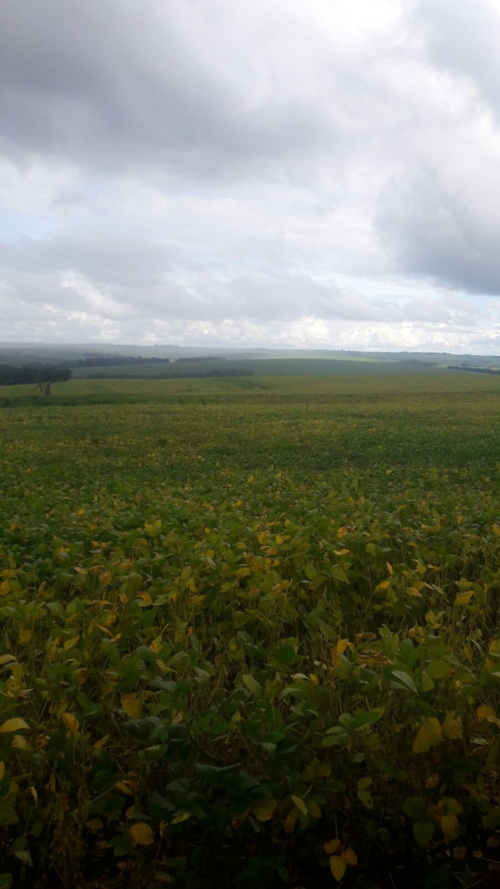 Imagem do dia - Lavoura de soja em Cafelândia (PR), do produtor Álvaro Busetti