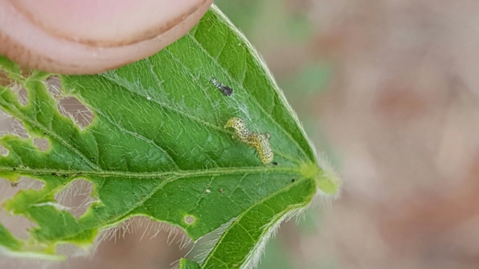 Imagem do dia - Lagarta Helicoverpa na lavoura de soja em Gaúcha do Norte (MT). Enviado pelo Emerson Reis