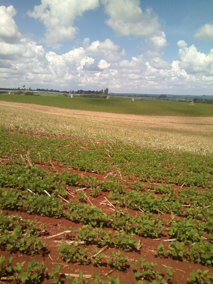 Imagem do dia - Lavoura de soja safrinha em Saldanha Marinho (RS)