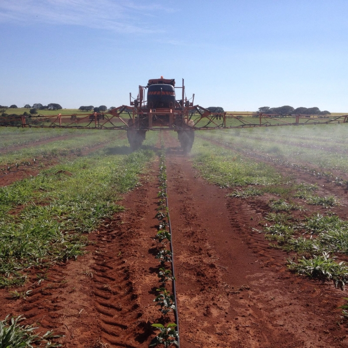 Imagem do dia - Aplicação de inseticida na lavoura de café em Lagamar (MG), da produtora Rosilei Aparecida Silva