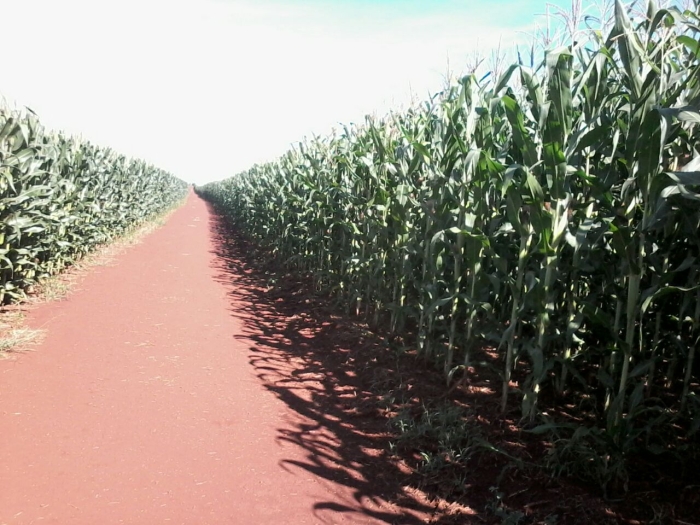 Imagem do dia - Lavoura de milho safrinha em Ubiratã (PR), da Família Garcia