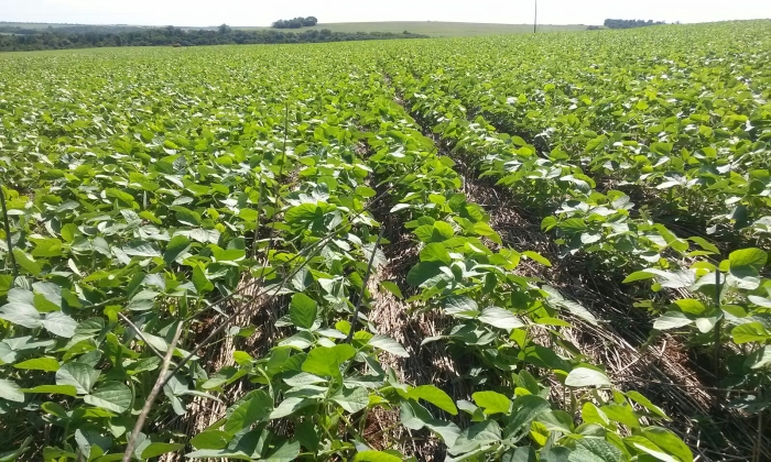 Imagem do dia - Lavoura de soja em Assis Chateaubriand (PR), da produtora Franciele Ferreira