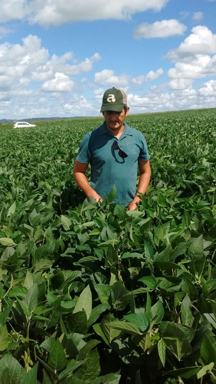 Imagem do dia -  Lavoura de soja em Doutor Maurício Cardoso (RS), do produtor Dirlei Lorenset. Foto enviada pelo Técnico Agrícola Rogério J. Mengarda