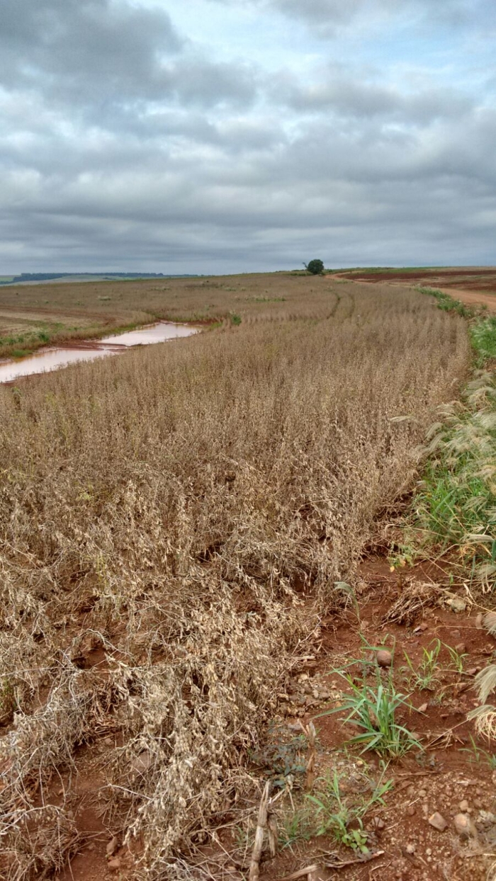 Imagem do dia - Lavoura de soja em Cambé (PR), sofrendo com excesso de chuvas