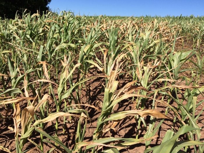 Imagem do dia - Lavoura de milho em Rio Verde (GO)