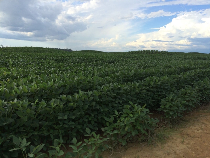 Imagem do dia - Lavoura de soja em Paragominas (PA), do produtor Renan Busnello. Enviado pelo Engenheiro Agrônomo Paulo Henrique Rocha Barros
