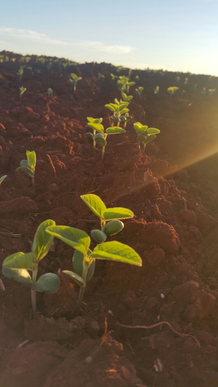Imagem do dia - Lavoura de soja safrinha em Cidade de Santa Fe del Paraná (PY)