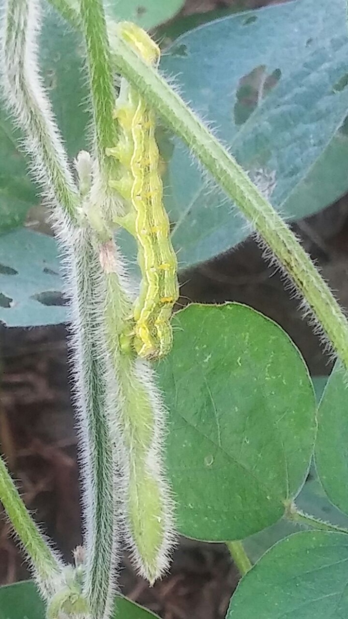 Imagem do dia - Lagarta de soja safrinha em Naranjal (PY). Enviado pelo Engenheiro Agrônomo Emerson Luiz Romanha