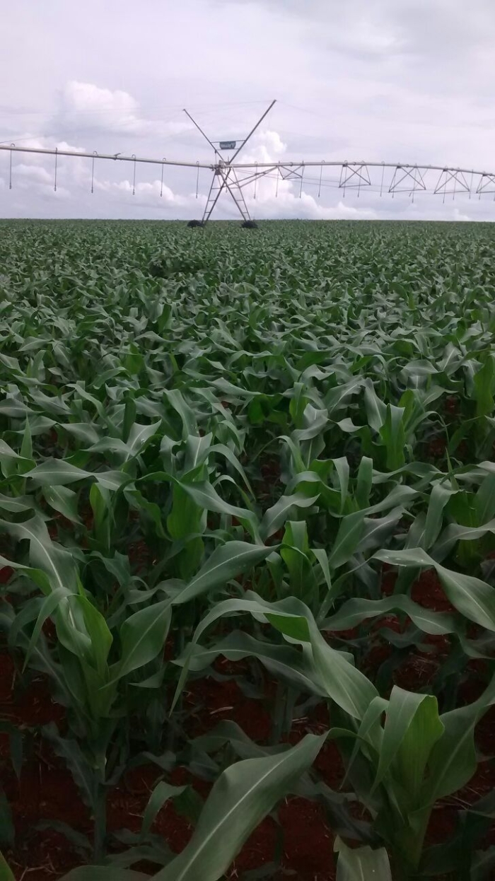 Imagem do dia - Lavoura de milho safrinha em Pimenta (MG), na Fazenda Sonho Meu