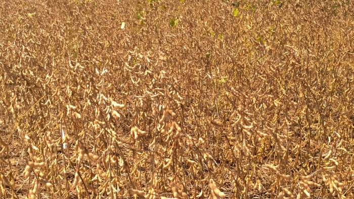 Imagem do dia - Lavoura de soja em Jataí (GO). Imagem enviada pelo Engenheiro Agrônomo Jean Vilela
