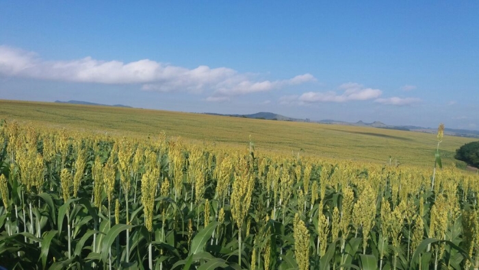 Imagem do dia - Lavouras de sorgo em Fartura (SP), na Fazenda São Paulo, do produtor Márcio José Fiori