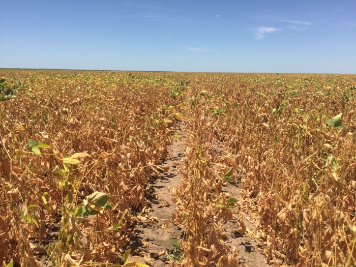 Imagem do dia - Lavoura de soja em Bom Jesus (PI). Enviado por Abel Pita