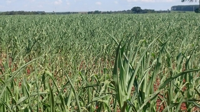 Imagem do dia - Lavoura de milho safrinha em Palmeiras de Goiás (GO), há 25 dias sem chuvas. Enviado por Murillo Pereira de Oliveira