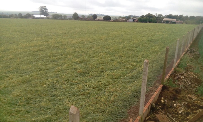 Imagem do dia - Lavoura de trigo após chuvas de granizo em San Roque, Nacunday (PY)