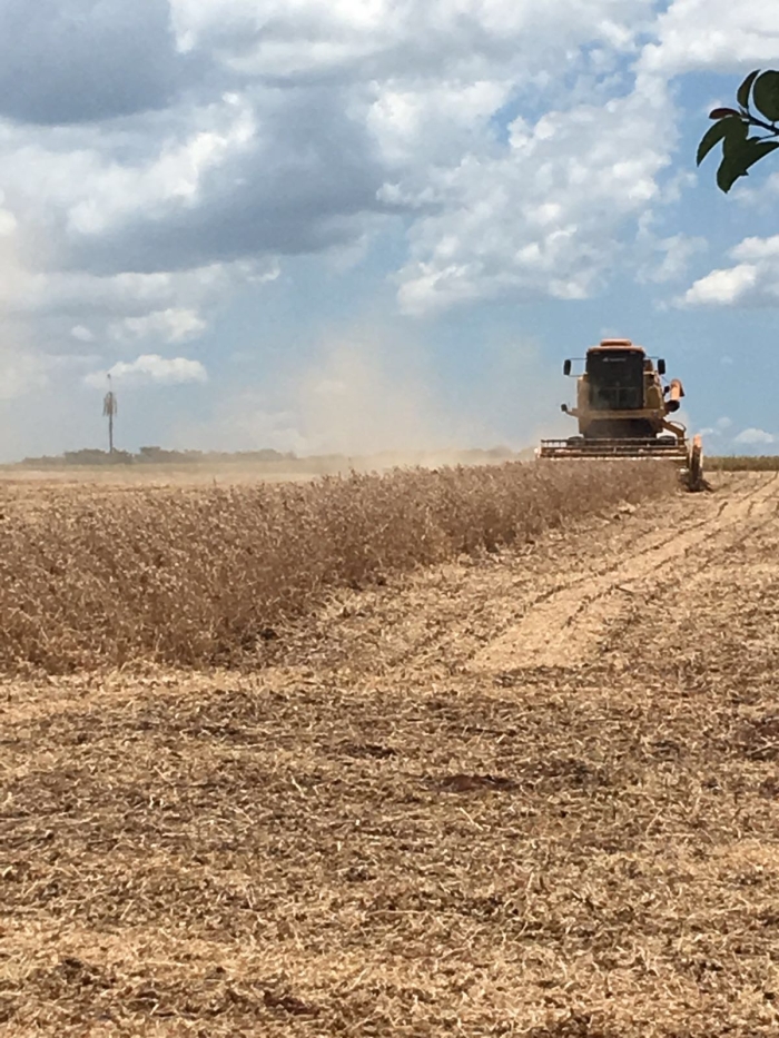 Imagem do dia - Colheita de soja em Cândido Mota (SP), da Família Nespolo