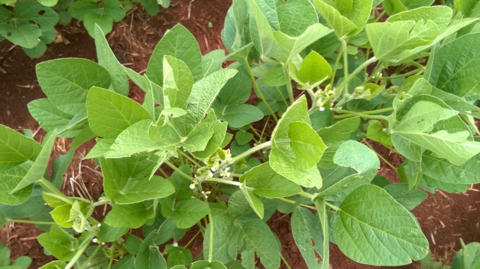 Imagem do dia - Lavoura de soja em Bozano (RS)