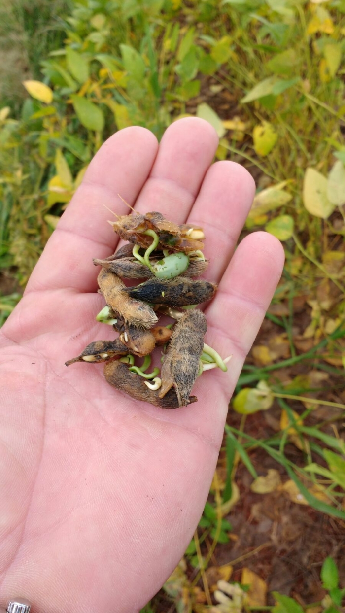 Imagem do dia - Lavoura de soja em Manoel Ribas (PR)
