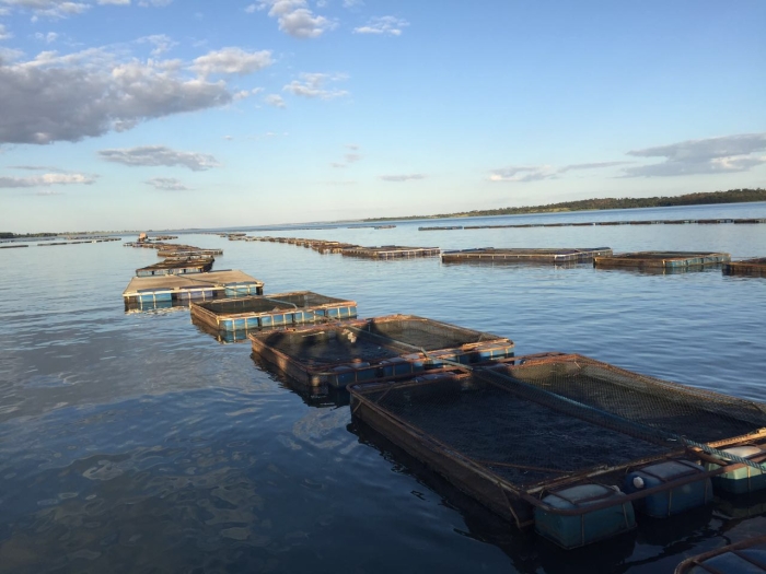 Imagem do dia - Piscicultura em Gouvelândia (GO). Enviado por Claudinei Rossetti