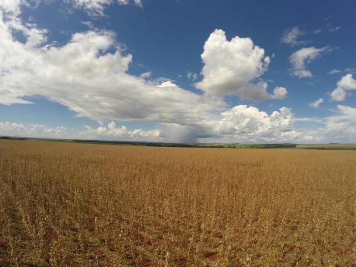 Imagem do dia - Lavoura de soja em Minga Porã (PY). Imagem do Técnico Agrícola Edimar Argenton