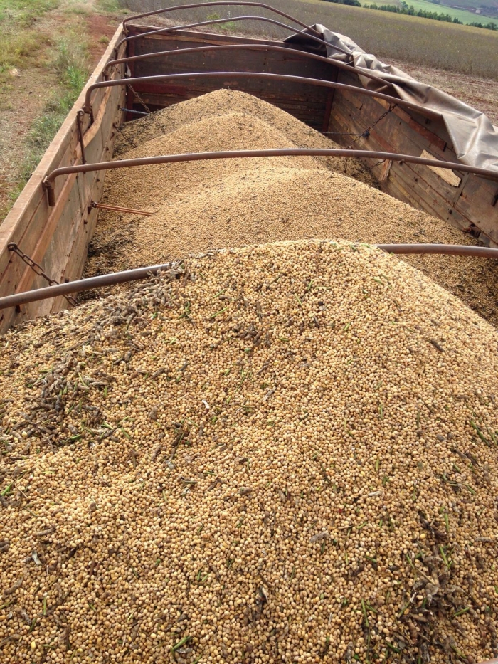 Imagem do dia - Soja em Rolândia (PR), após chuvas na região