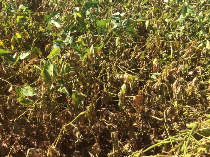 Imagem do dia - Lavoura de soja em Jaborandi (BA)