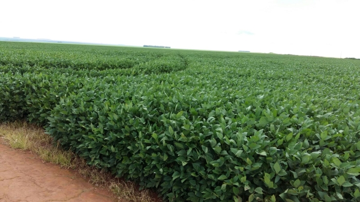 Imagem do dia - Lavoura de soja em Campo Novo do Parecis (MT). Enviado por Nivaldo Forastieri