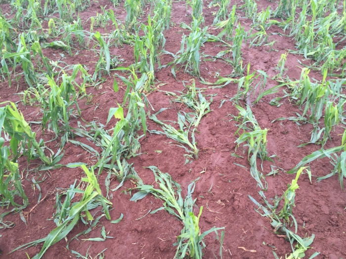 Lavoura de milho na região de Jóia (RS), após chuvas de granizo. Enviado por Rita De Baco, da De Baco Corretora