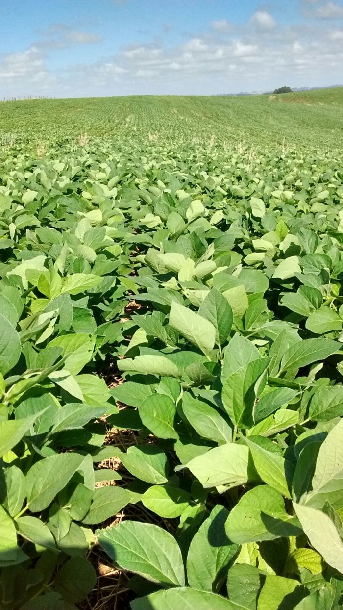Imagem do dia - Lavoura de soja em Rio Pardo (RS), do produtor Cassiano Brandalise