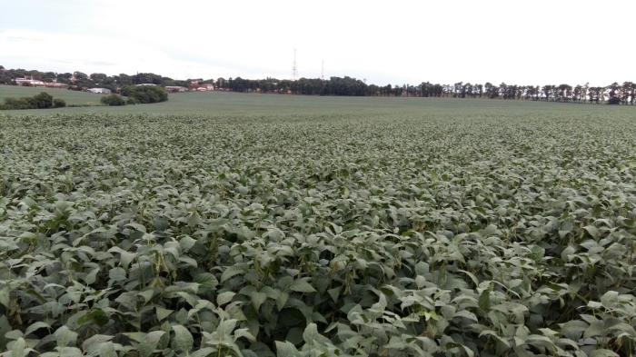 Imagem do dia - Lavoura de soja em Itambé (PR), do produtor Nivaldo Forastieri