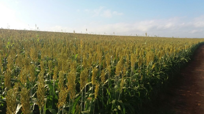 Imagem do dia - Lavouras de sorgo em Fartura (SP), na Fazenda São Paulo, do produtor Márcio José Fiori