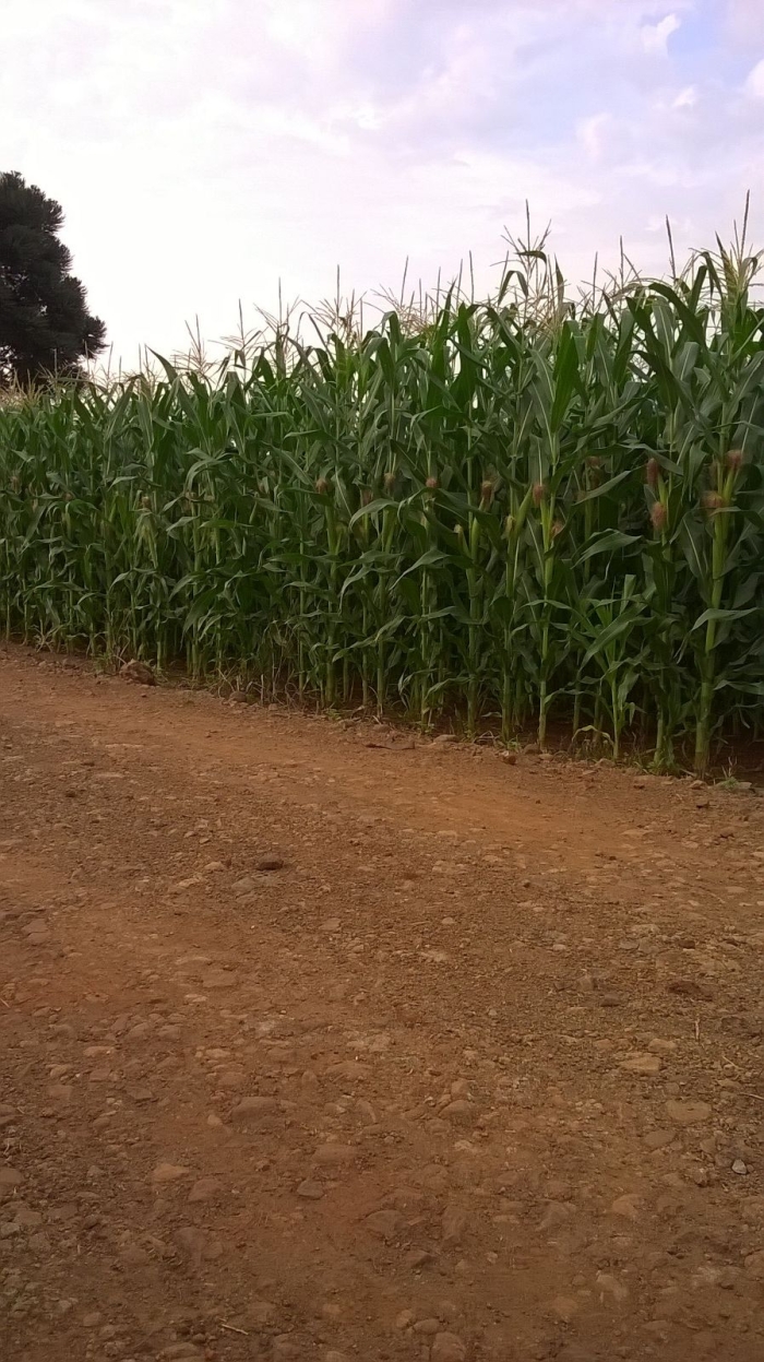 Imagem do dia - Lavoura de milho em Horizontina (RS)