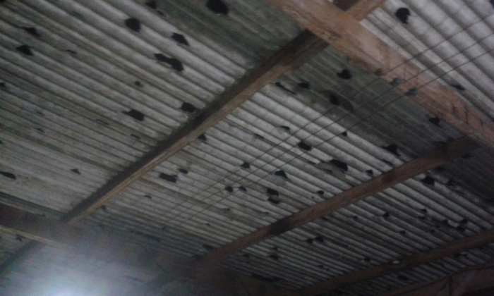 Imagem do dia - Estragos causados pelas chuvas de granizo em Ipiranga do Sul (RS), na propriedade de Volnei Cecconello. Imagens enviadas pelo engenheiro agrônomo Mateus Cecconello