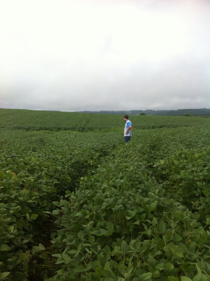 Imagem do dia - Lavoura de soja em União da Vitória (PR), do produtor Mário Litka. Enviado pelo Engenheiro Agrônomo Murilo Sarausa
