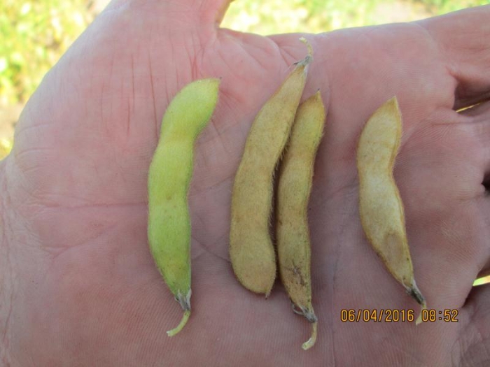 Imagem do dia - Lavoura de soja em Uruçuí (PI), sentindo os efeitos da falta de chuvas. Enviado por Altair Fianco