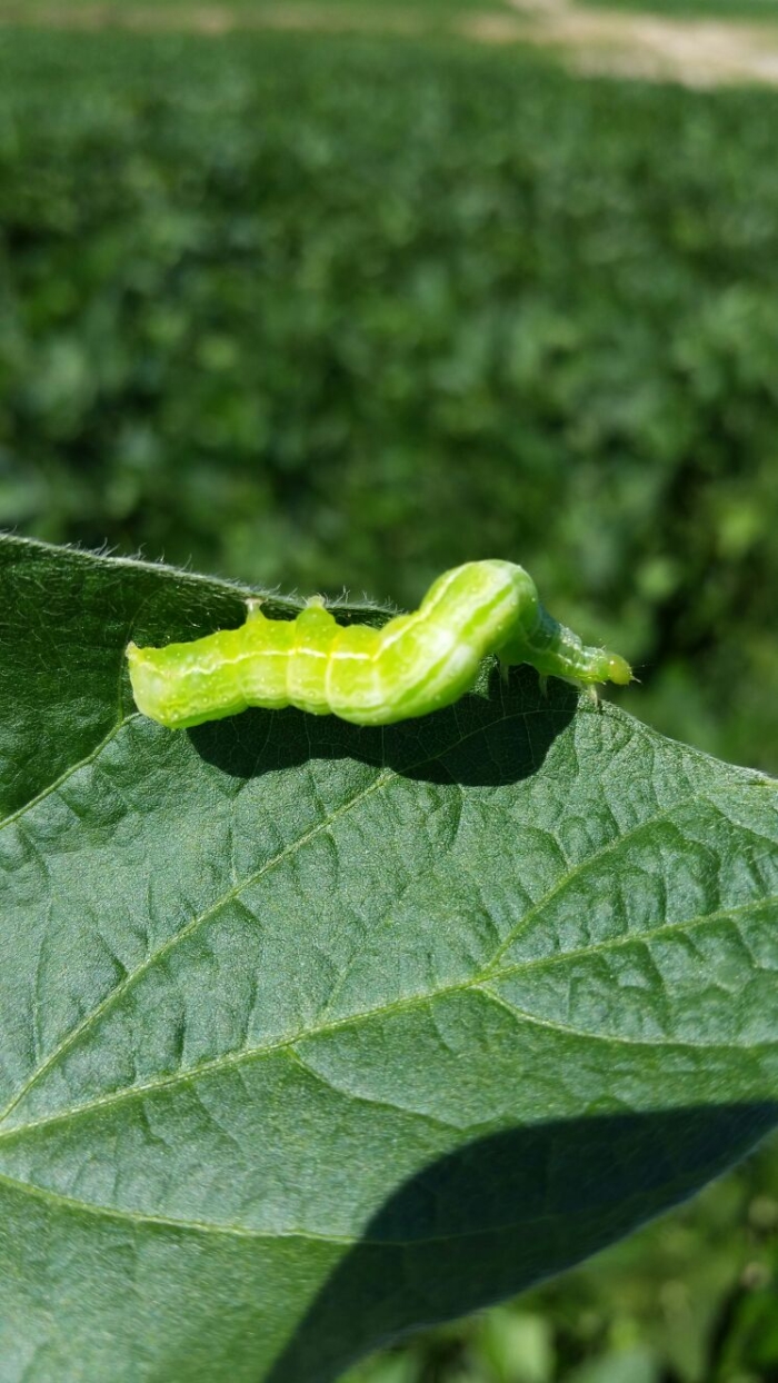 Imagem do dia - Lagarta na lavoura de soja em São Vicente do Sul (RS), do produtor Mauricio Buske. Enviado pelo Técnico Agrícola Bruno B. Barbieri