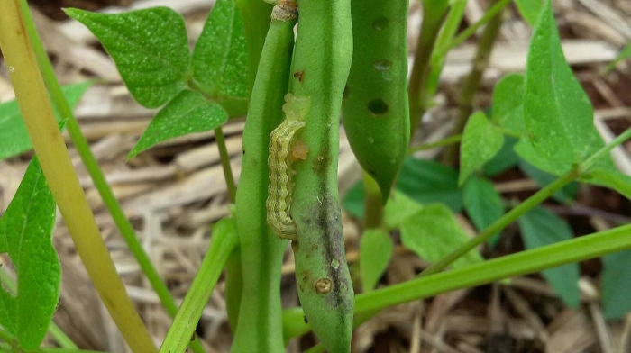 Imagem do dia - Lagarta helicoverpa armigera na lavoura de feijão em Abelardo Luz (SC). Enviado por Diogo Fernando Giacomin