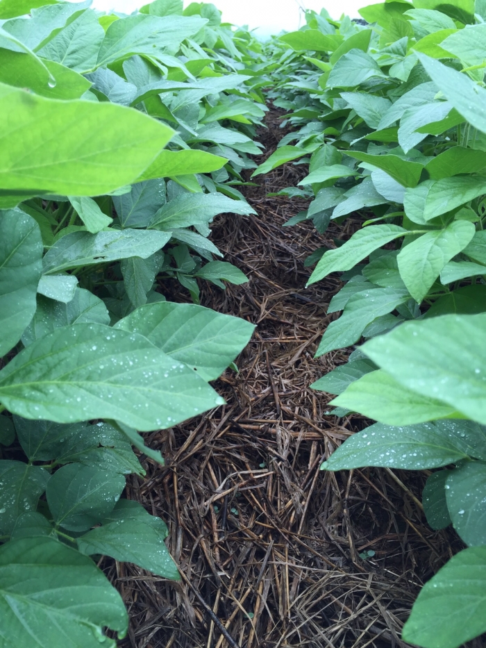 Imagem do dia - Lavoura de soja em Vila Propício (GO), do produtor Rogério Sousa Gonçalves