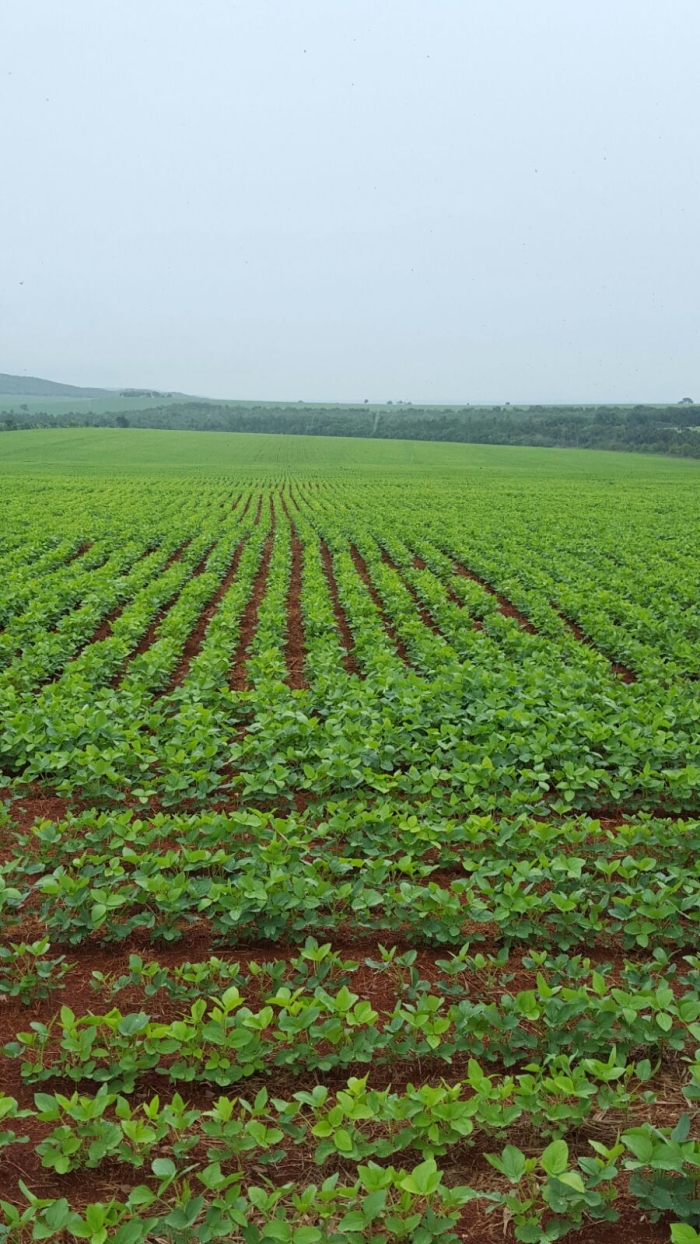 Imagem do dia - Lavoura de soja em Paracatu (MG), na Fazenda Sapata