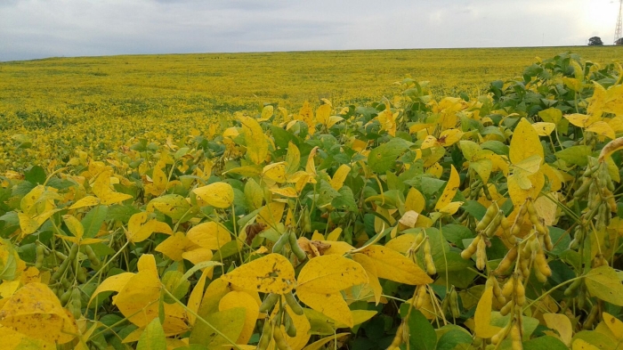 Imagem do dia - Lavoura de soja em Nova Aurora (PR), com excelente aspecto fitossanitário. Enviado pelo Técnico Agrícola David Clemente