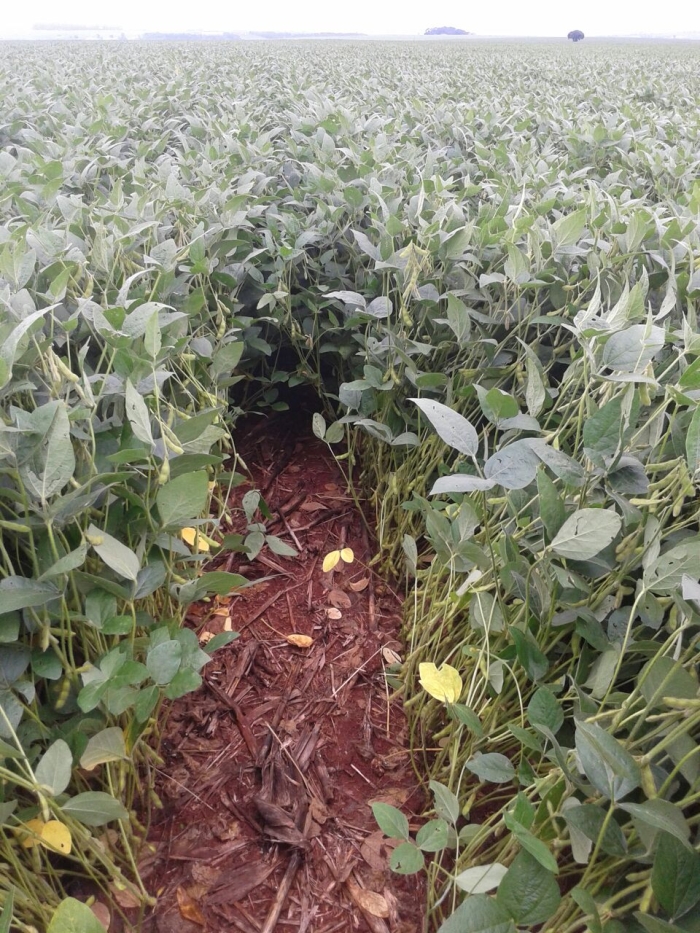 Imagem do dia - Lavoura de soja em Assis Chateaubriand (PR), do produtor Antônio Cosmo Polvani